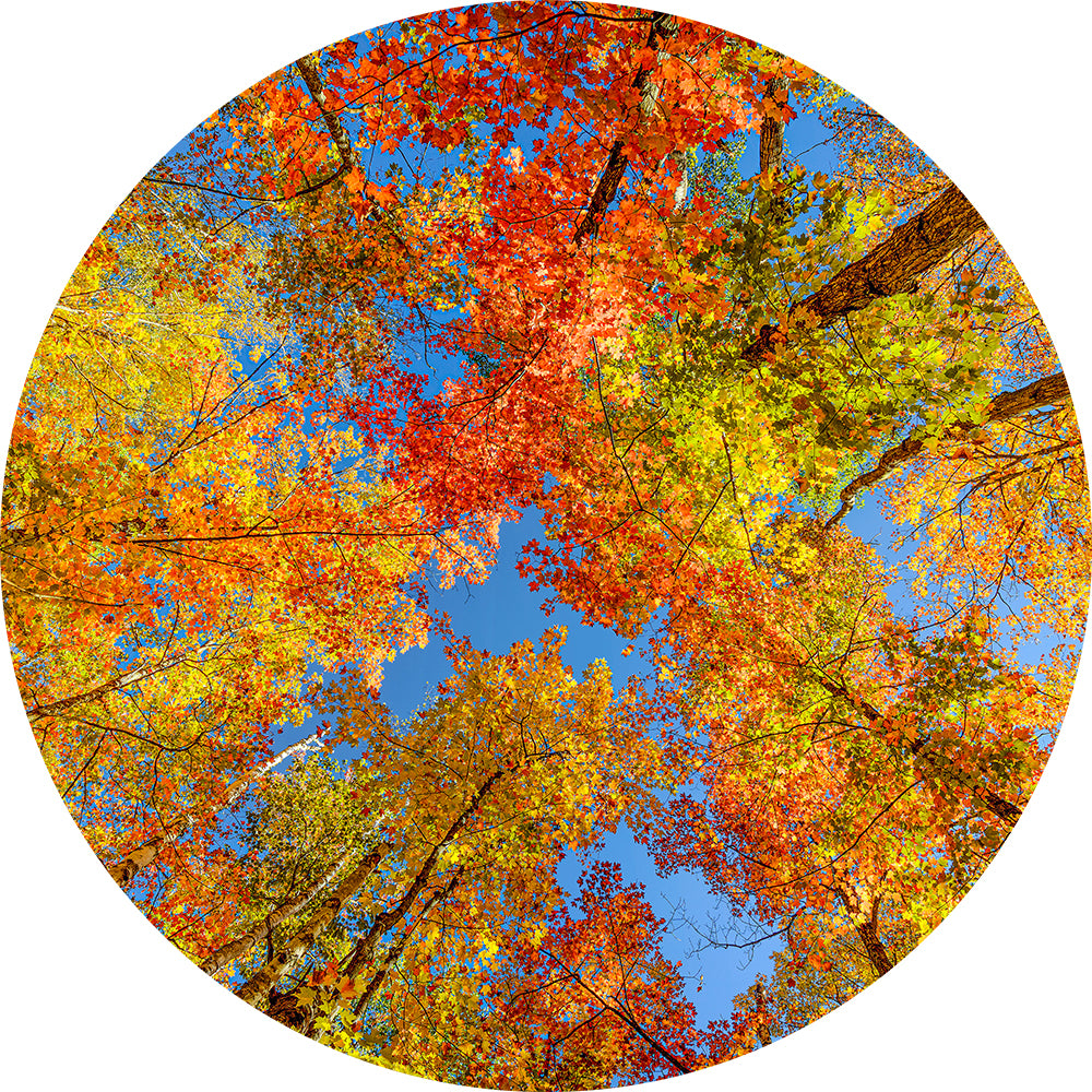 Trees of the Seasons Disc Set for LaView Star Projector