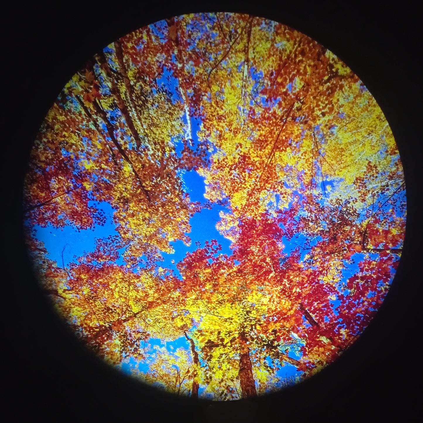 Trees of the Seasons Disc Set for LaView Star Projector