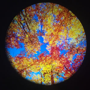 Trees of the Seasons Disc Set for LaView Star Projector