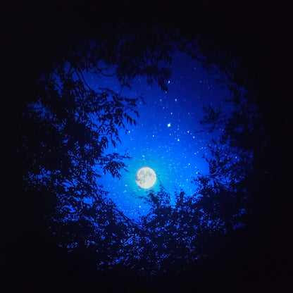 Trees of the Seasons Disc Set for LaView Star Projector