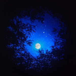 Trees of the Seasons Disc Set for LaView Star Projector