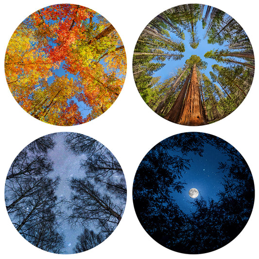 Trees of the Seasons Disc Set for LaView Star Projector