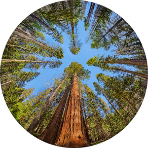 Trees of the Seasons Disc Set for LaView Star Projector